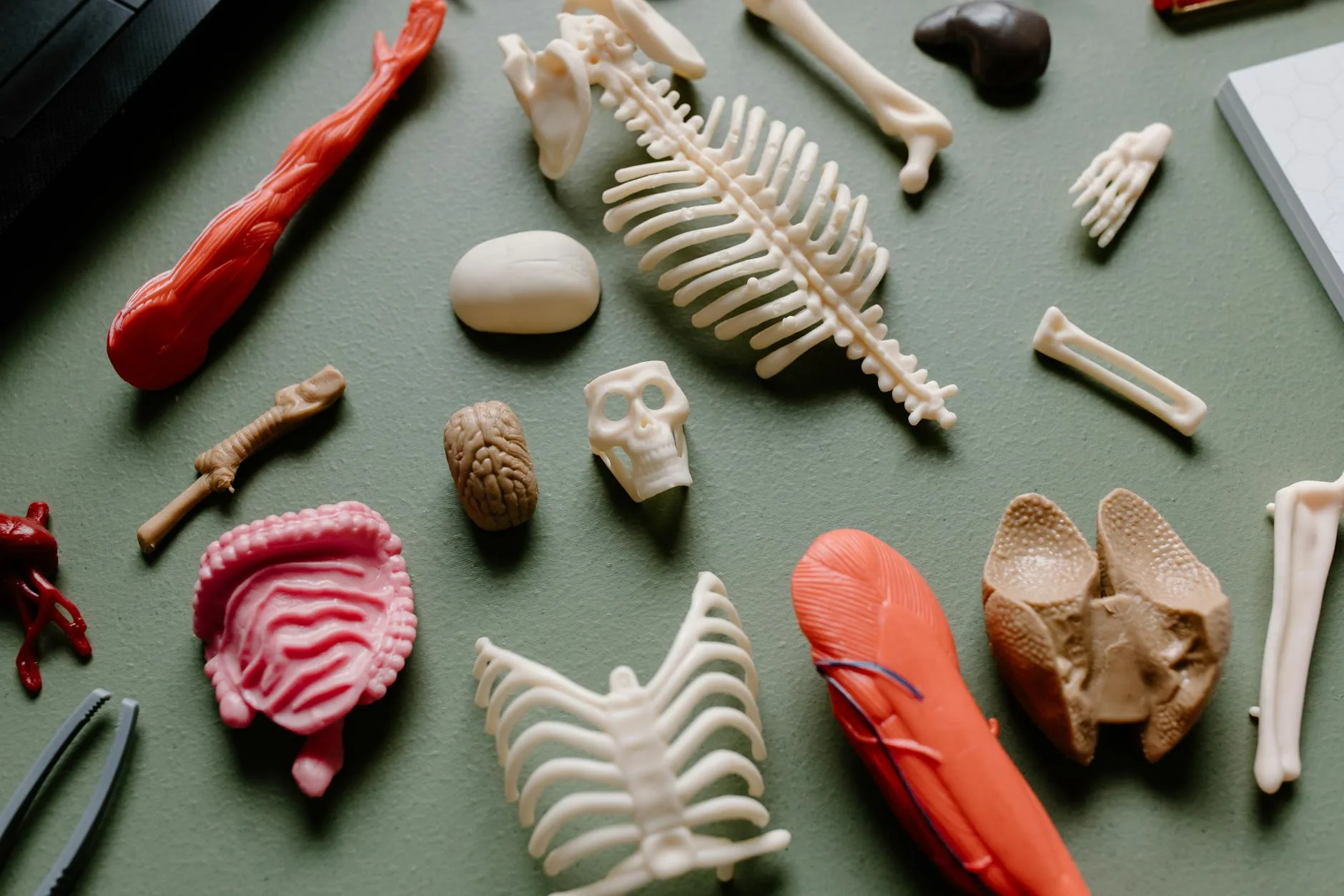 Photo by Tara Winstead on Pexels | Jasa Pembuatan Website Bone illustration